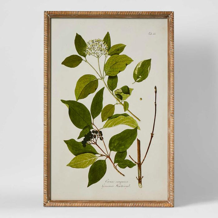 Greenhouse Botanical Wall Art Multi Colour - WALL065