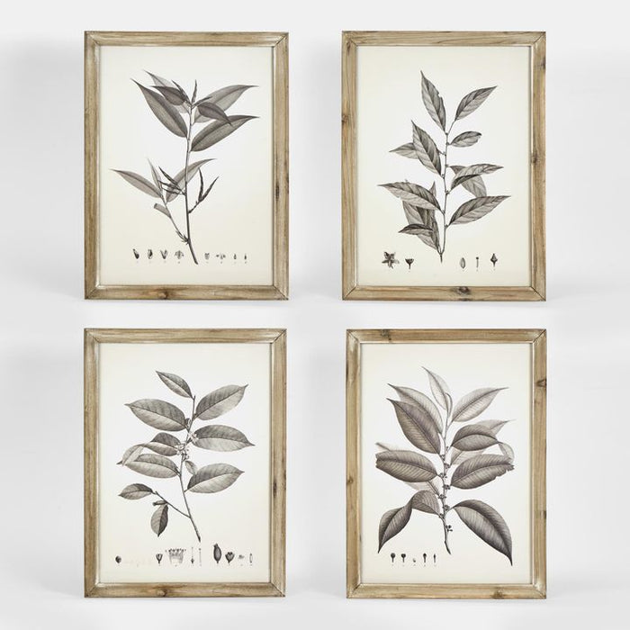 Chelsea Botanical Set of 4 Wall Art Multi Colour - DA0503