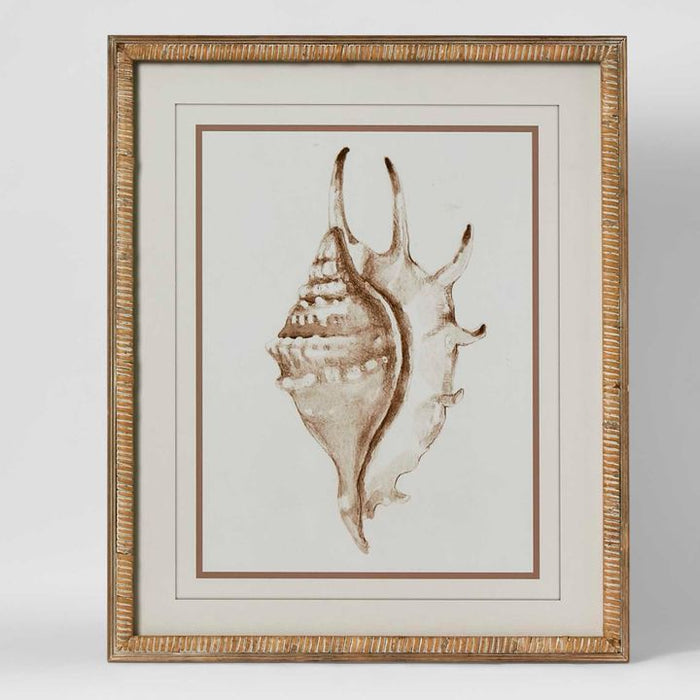 Conch Shell Wall Art Multi Colour - WALL056