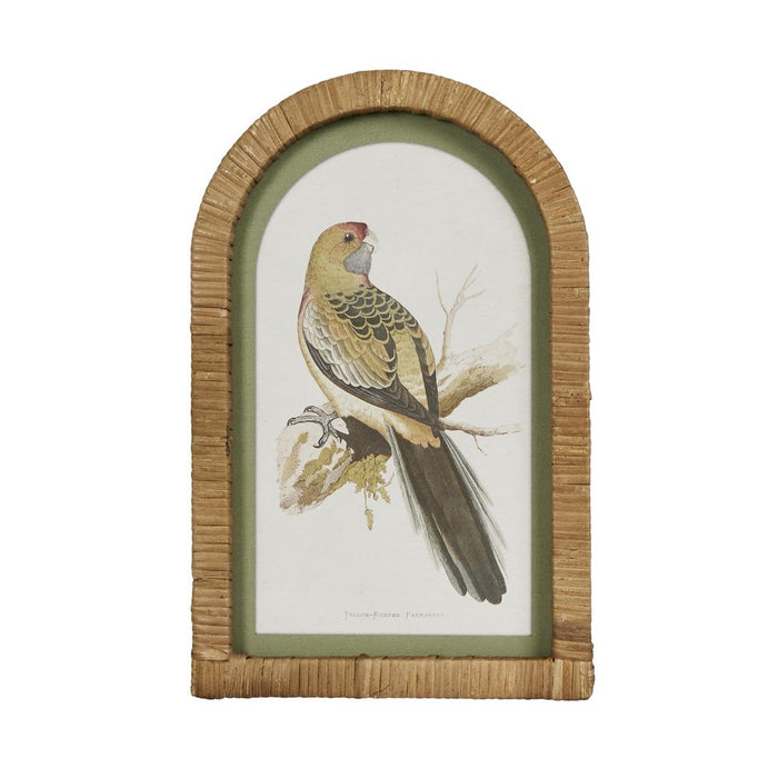Parrots Wall Art in Arches Set of 4 Multi Colour - DA0875