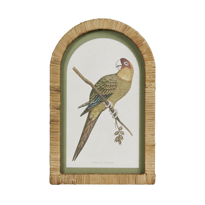 Parrots Wall Art in Arches Set of 4 Multi Colour - DA0875
