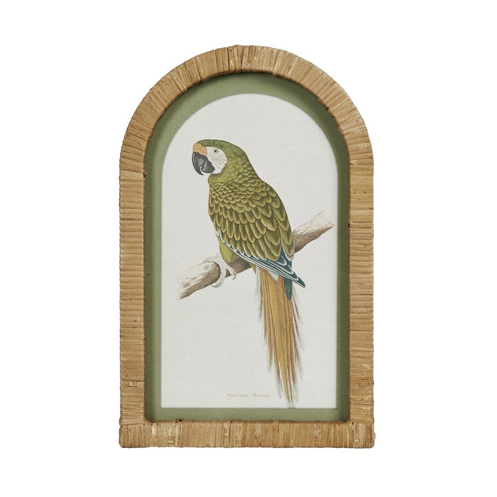 Parrots Wall Art in Arches Set of 4 Multi Colour - DA0875